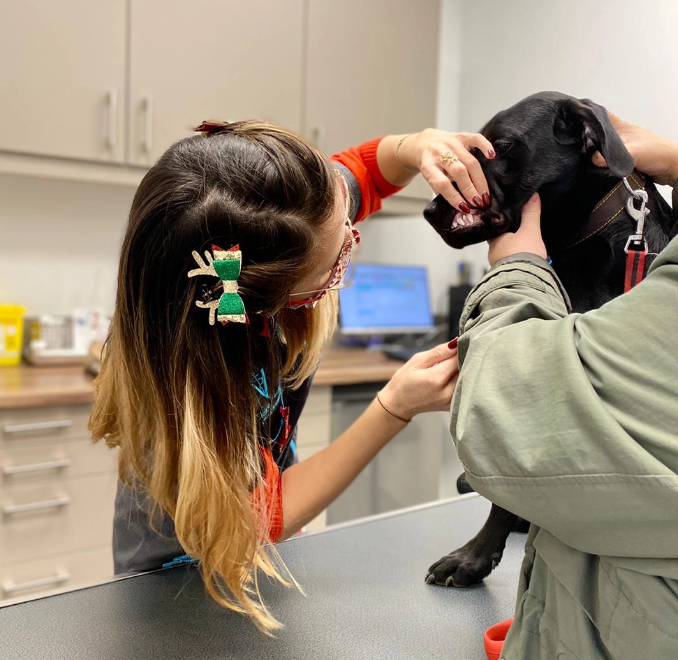 Photo d'un chat se faisant ausculter par une vétérinaire.